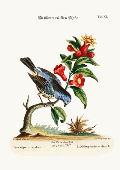 De Zwart en Blauwe Mees, 1749-73 door George Edwards